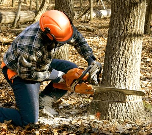 Tree Removal in Iola, KS